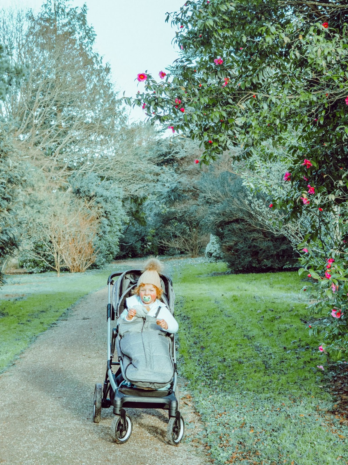 Thule Sleek Review Dolly Dowsie